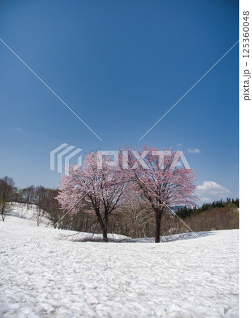 魚沼市福山峠の雪上桜 125360048