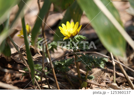 フクジュソウ 福寿草 北海道の春 フクジュソウ 福寿草 北海道の春 125360137