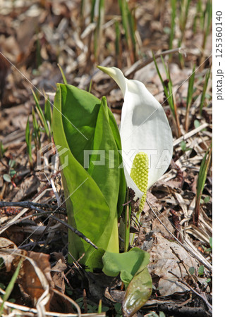 ミズバショウ 水芭蕉 北海道春の花 ミズバショウ 水芭蕉 北海道春の花 125360140