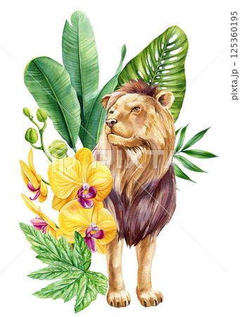 Watercolor lion with tropical palm banana monstera leaves, yellow orchid flowers, exotic wildlife animal jungle clipart 125360195