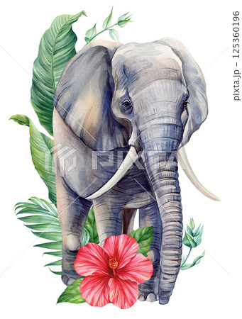 Watercolor elephant, white hibiscus flowers and green tropical leaves. Safari animal art with botanical jungle elements 125360196