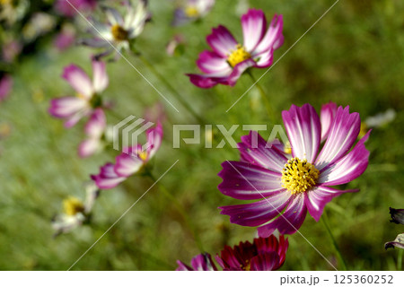 いつか見た　コスモス畑 125360252
