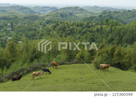 Cows grazing hillside. Idealistic rural landscape with grazing cows 125360399