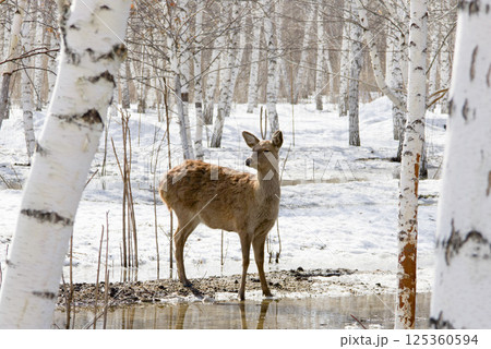 female deer in the park surrounded by melting March snow  is looking for food 125360594