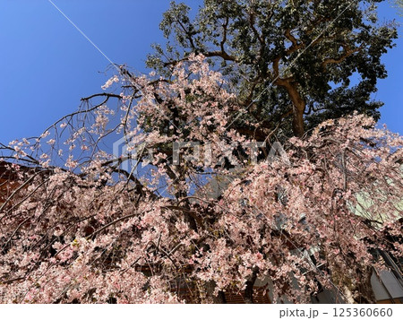 満開の桜 満開の桜 125360660