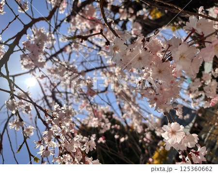 満開の桜 満開の桜 125360662