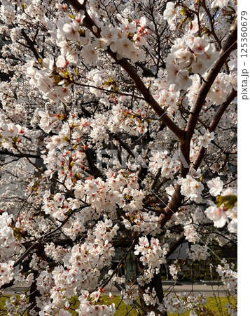 満開の桜 125360679