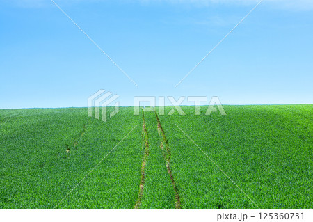 風薫る初夏の北海道らしい小麦畑の風景 風薫る初夏の北海道らしい小麦畑の風景 125360731