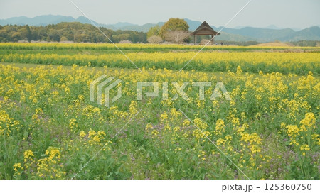 宮崎県西都市の西都原古墳群の菜の花 125360750