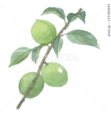 水彩で描いた青梅 125360843