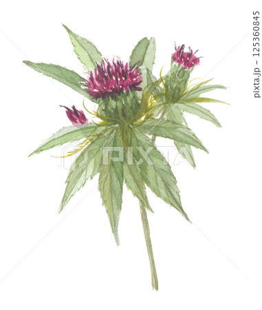 水彩で描いたオオバナオケラ 大花朮 水彩で描いたオオバナオケラ 大花朮 125360845