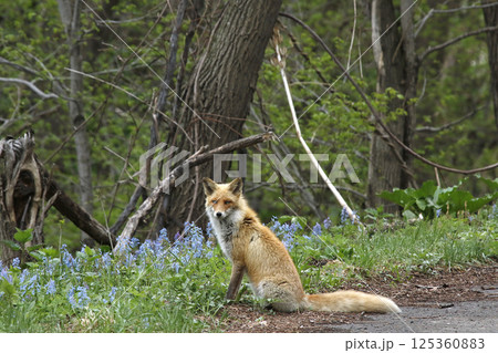 キタキツネ　キツネ　狐　北海道自然 125360883