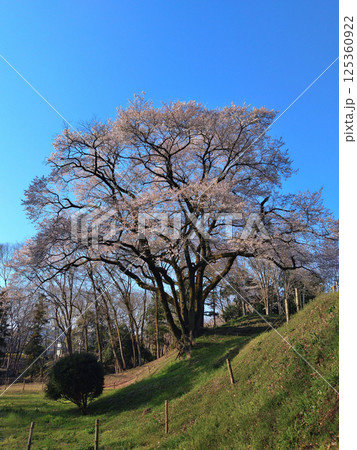 埼玉県大里郡寄居町鉢形 鉢形城の朝一番の氏邦桜(うじくにざくら) 埼玉県大里郡寄居町鉢形 鉢形城の朝一番の氏邦桜(うじくにざくら) 125360922