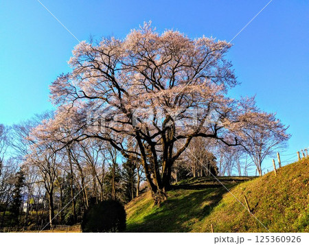埼玉県大里郡寄居町鉢形 鉢形城の朝一番の氏邦桜(うじくにざくら) 埼玉県大里郡寄居町鉢形 鉢形城の朝一番の氏邦桜(うじくにざくら) 125360926