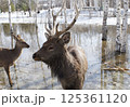 wild deers searches for food in the Ust-Kamenogorsk City Park in Eastern Kazakhstan during daytime snowmelt. 125361120