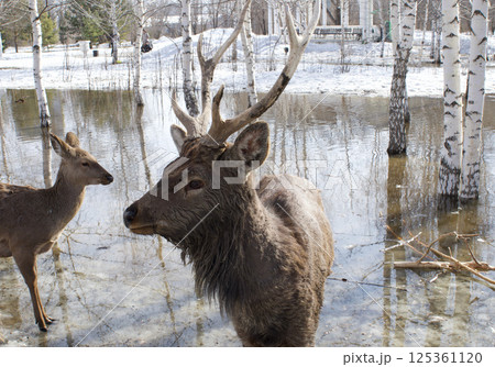 wild deers searches for food in the Ust-Kamenogorsk City Park in Eastern Kazakhstan during daytime snowmelt. wild deers searches for food in the Ust-Kamenogorsk City Park in Eastern Kazakhstan during daytime snowmelt. 125361120