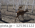 female of wild deer searches for food in the Ust-Kamenogorsk City Park in Eastern Kazakhstan during daytime snowmelt. 125361122