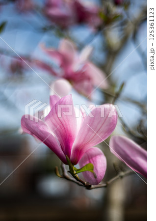 Pink Magnolia Tree with Blooming Flowers during Springtime Pink Magnolia Tree with Blooming Flowers during Springtime 125361123