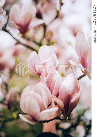 Pink Magnolia Tree with Blooming Flowers during Springtime Pink Magnolia Tree with Blooming Flowers during Springtime 125361127