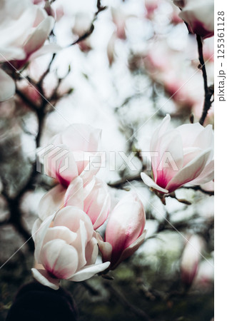 Pink Magnolia Tree with Blooming Flowers during Springtime Pink Magnolia Tree with Blooming Flowers during Springtime 125361128