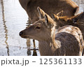 female of wild deer searches for food in the Ust-Kamenogorsk City Park in Eastern Kazakhstan during daytime snowmelt. 125361133