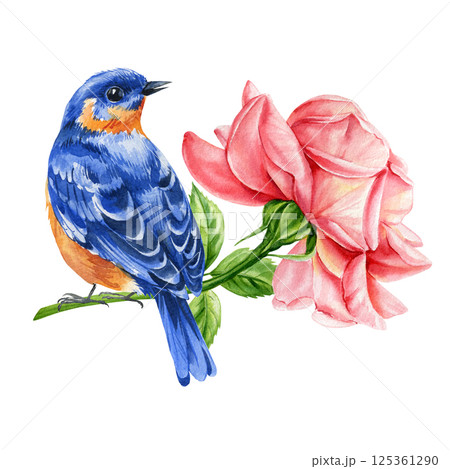 Bluebird perched near pink rose flower, hand drawn watercolor bird and botanical flower illustration, elegant nature art 125361290