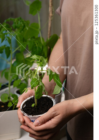 Woman holding planted tomato seedling in flower pot. Gardening and planting in springtime 125361300
