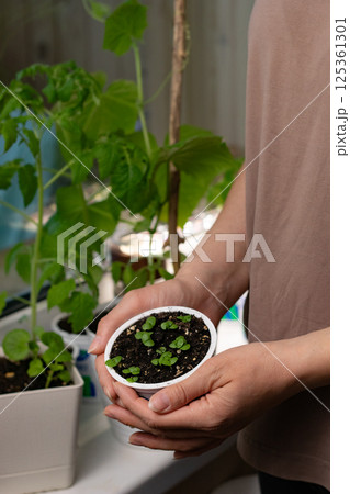 Woman holding planted basil herb seedlings in flower pot. Gardening and planting in springtime 125361301