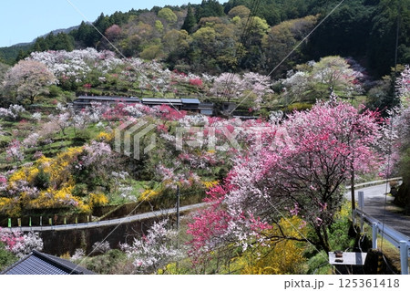 上久喜　花桃咲く美しい村　（高知県　仁淀川町） 125361418