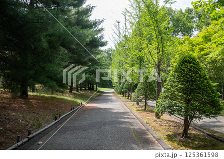 新緑に囲まれた公園の散歩道 125361598