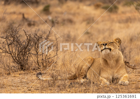 A Lioness appears to smile while lying down in the Bush in South Africa A Lioness appears to smile while lying down in the Bush in South Africa 125361691