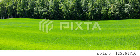 爽やかな初夏の北海道らしい緑の多い風景 爽やかな初夏の北海道らしい緑の多い風景 125361716