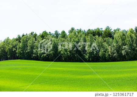 爽やかな初夏の北海道らしい緑の多い風景 125361717