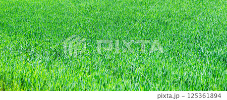 初夏の北海道らしい青々した小麦畑の風景 初夏の北海道らしい青々した小麦畑の風景 125361894