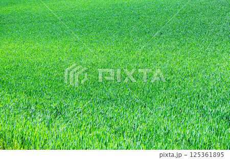 初夏の北海道らしい青々した小麦畑の風景 初夏の北海道らしい青々した小麦畑の風景 125361895