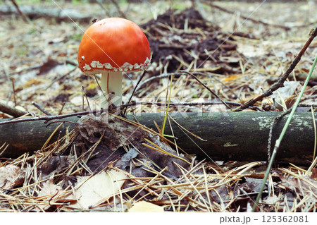 fly agaric. Young fresh small poisonous mushroom with red domed cap and white rim of spots at the edge. behind wet log of mossy tree, among fallen pine needles, on autumn nature view 125362081