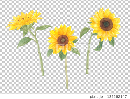 Watercolor hand-drawn sunflower flower cartoon 125362147