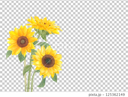 Watercolor hand-drawn sunflower flower cartoon 125362149