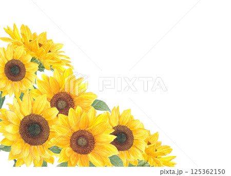 透明水彩で描いたひまわりの花の背景フレーム素材 125362150