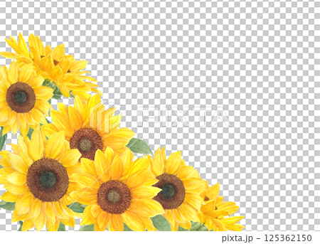 透明水彩で描いたひまわりの花の背景フレーム素材 125362150