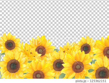 以透明水彩繪製的向日葵花背景框材料 以透明水彩繪製的向日葵花背景框材料 125362151