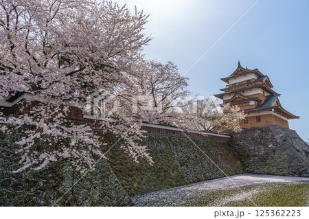 高島城　桜満開　桜吹雪【長野県諏訪市】 125362223