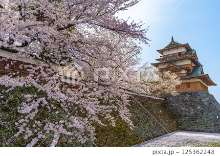 高島城　桜満開　桜吹雪【長野県諏訪市】 125362248