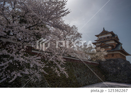 高島城　桜満開　桜吹雪【長野県諏訪市】 125362267