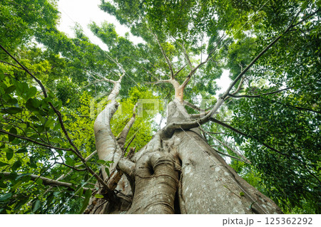 Trees from the bottom corner, forest and carbon reduction concept for sustainable environment Trees from the bottom corner, forest and carbon reduction concept for sustainable environment 125362292