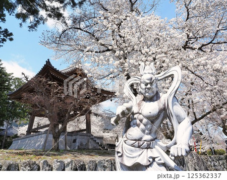 山梨県　満開の桜と仁王像　4月 125362337