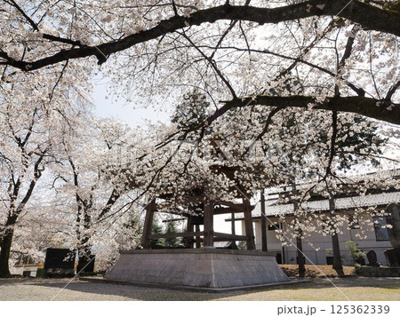 山梨県 満開の桜と鐘楼 4月 山梨県 満開の桜と鐘楼 4月 125362339