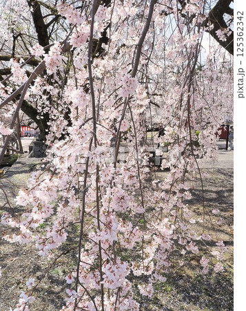 山梨県　満開になった妙了寺のシダレザクラ　4月 125362342