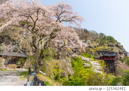 布引観音の桜 長野県小諸市 布引観音の桜 長野県小諸市 125362481