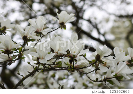 Magnolia flowers close up. Fragrant white flowers. Beauty in nature. 125362663